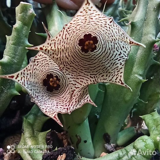 Стапелия.гуэрния орбея