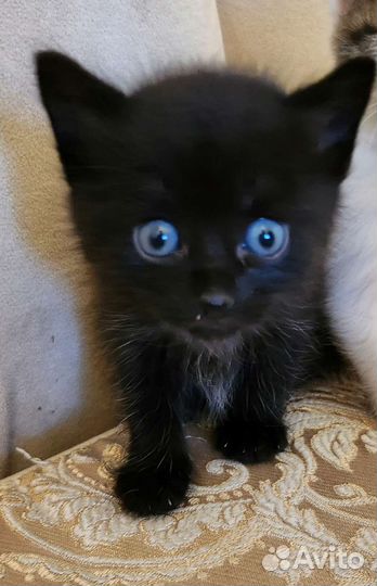 Сапфир 1,5мес в дар по договору