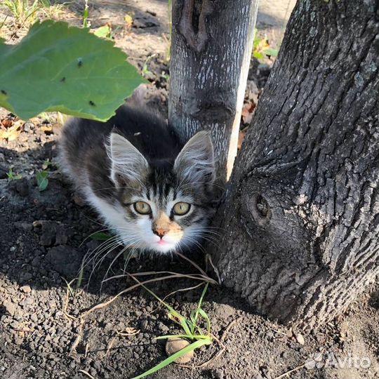 Котята ищут дом