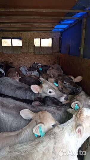 Телята бычки