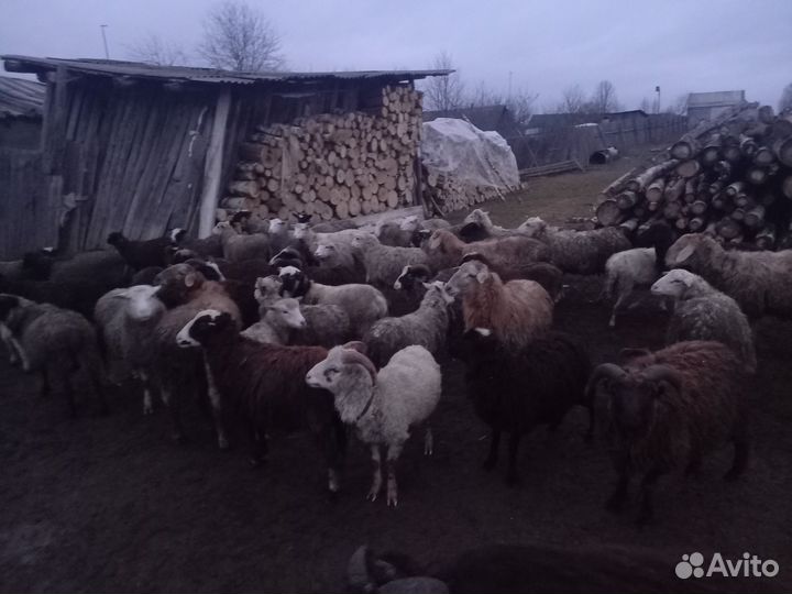 Курдючные бараны овцы