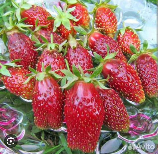 Клубника земляника Купчиха (рассада)