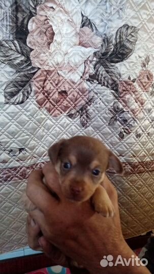 Той-терьер щенки