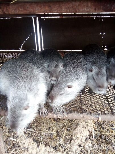 Нутрии на племя в Родниковской