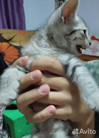 Отдам котенка