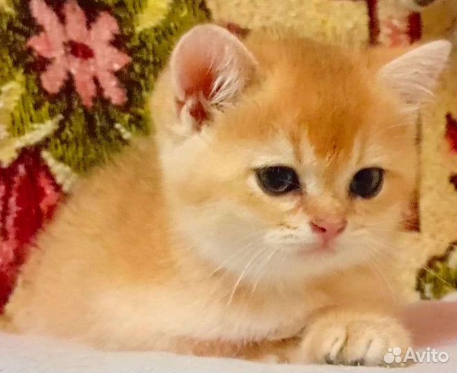 Шотландские котята