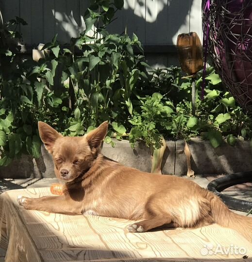 Вязка чихуахуа