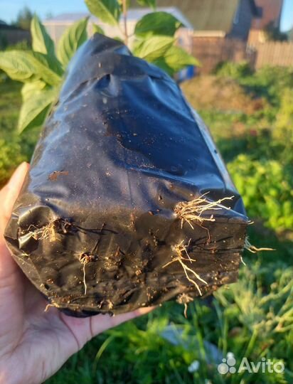 Гортензия метельчатая саженцы