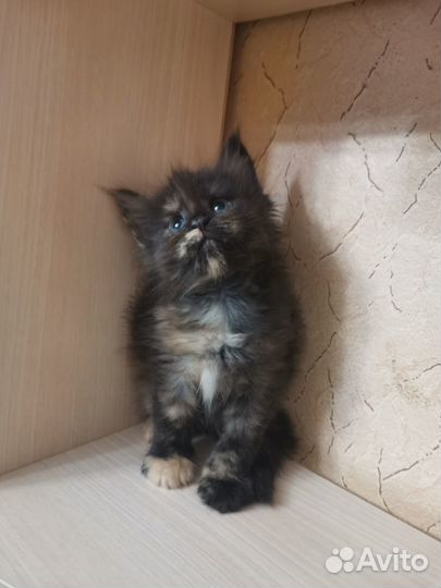 Котята мейн-кун