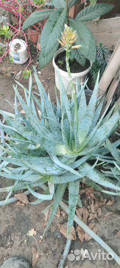 Цветок алоэ вера