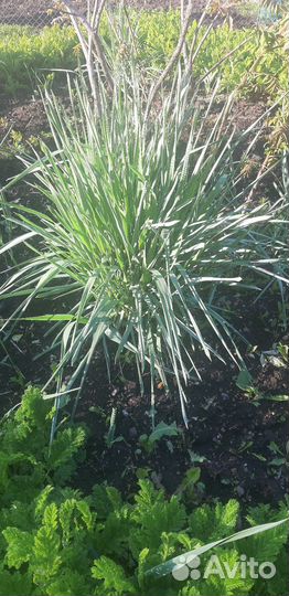 Элимус голубой, пижма садовая