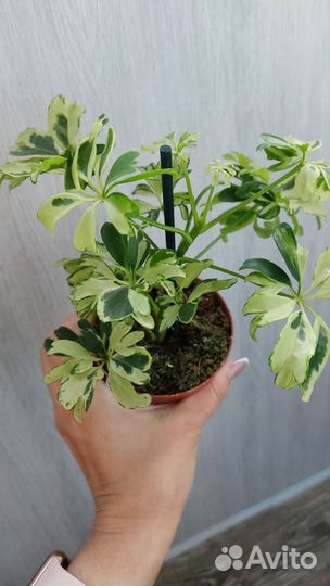 Шефлера жанин