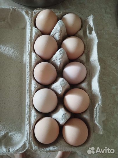 Инкубационное яйцо породы Кучинские, Амераукана