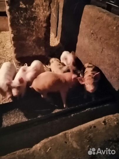 Продаю поросят