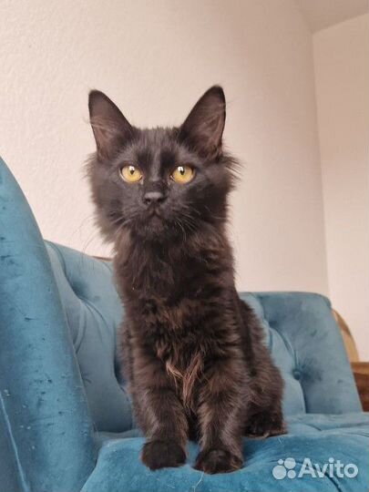 Пушистая чёрная девочка котёнок в дар