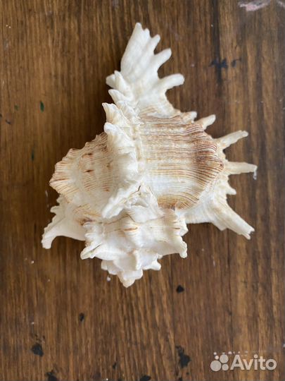 Ракушка морская для аквариума