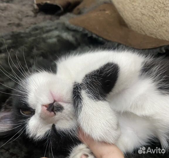 Котенок в добрые руки