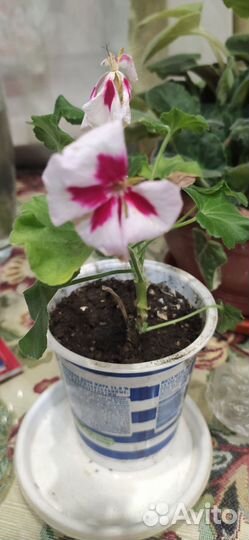 Продам герани