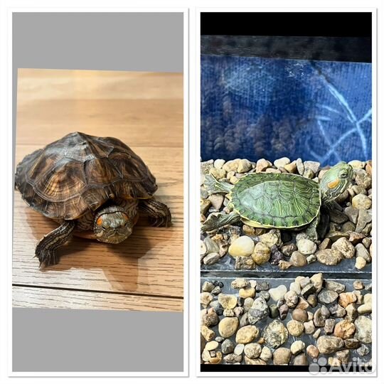 Красноухая черепаха с аквариумом