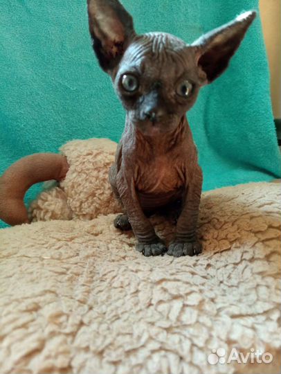 Канадский сфинкс