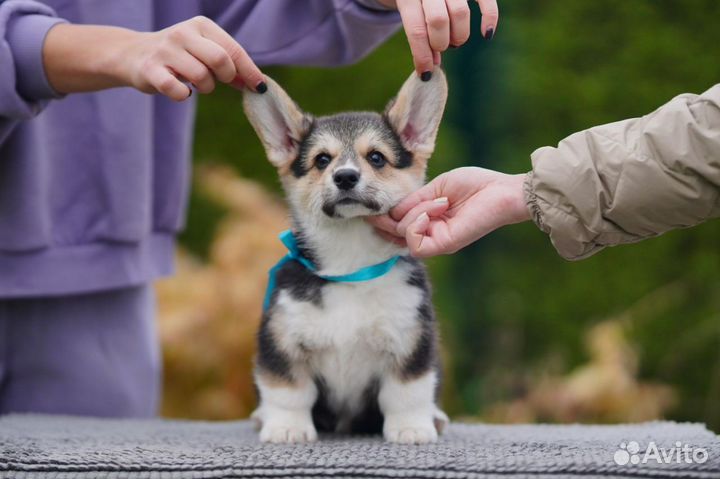 Вельш корги щенки 3,5 мес. Питомник