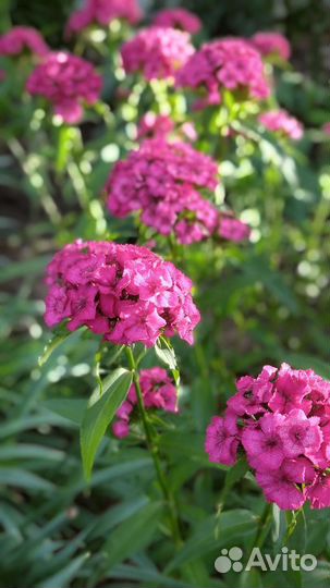 Гвоздика розовая душистая