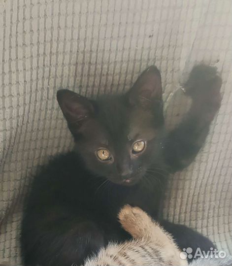Котëнок в добрые руки