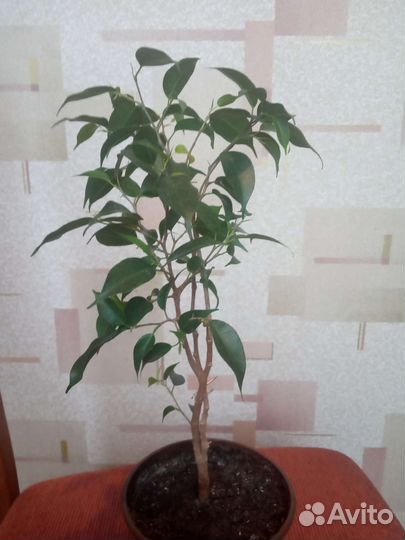 Фикус бенджамина