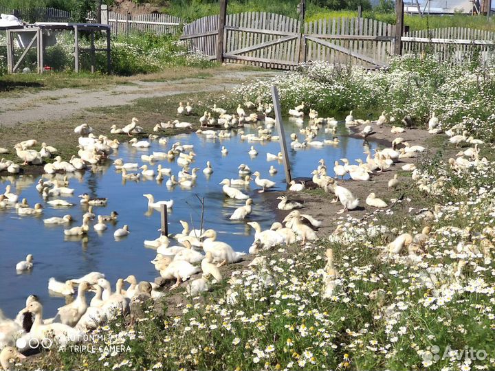 Утята и бройлер, суточные и подрощенные