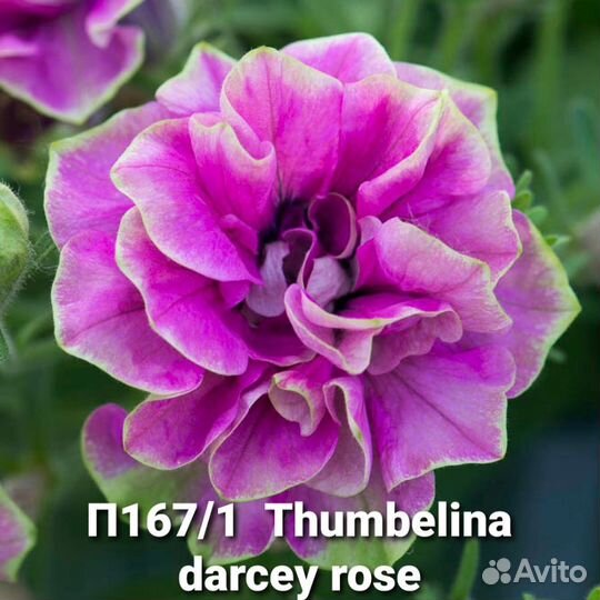 Петуния вегетативная часть 2