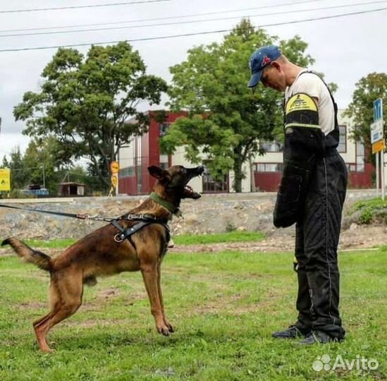 Бельгийская овчарка малинуа