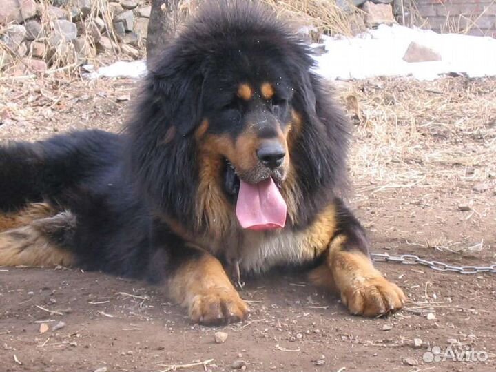 Щенки монгольский банхар