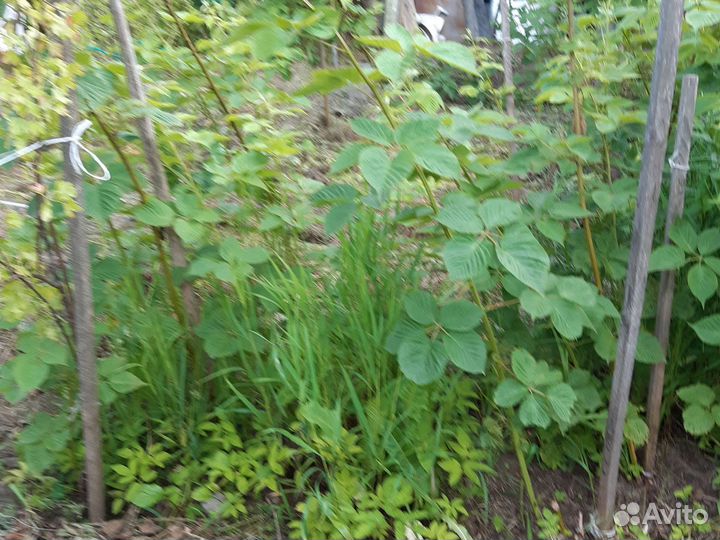 Саженцы ежевики