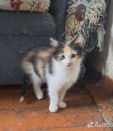 Котята девочки