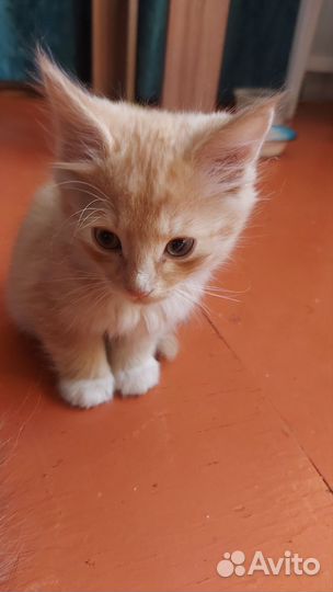 Домашние животные котята