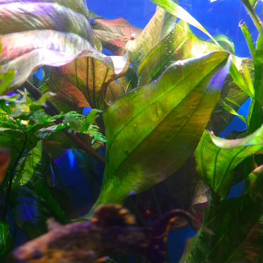 Эхинодорус "Танцующее огненное перо"