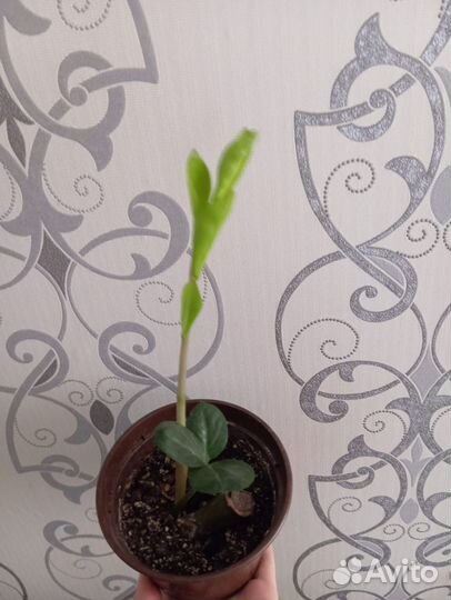 Замиокулькас