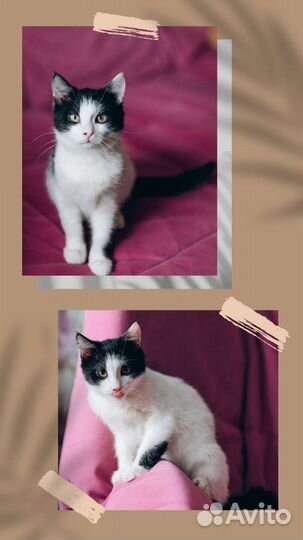 Очень ласковый котенок