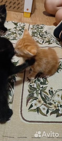 Отдам котят в добрые руки