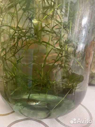 Рыбки гуппи