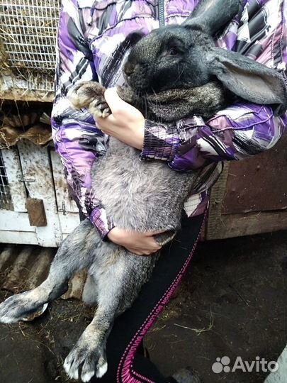 Кролики