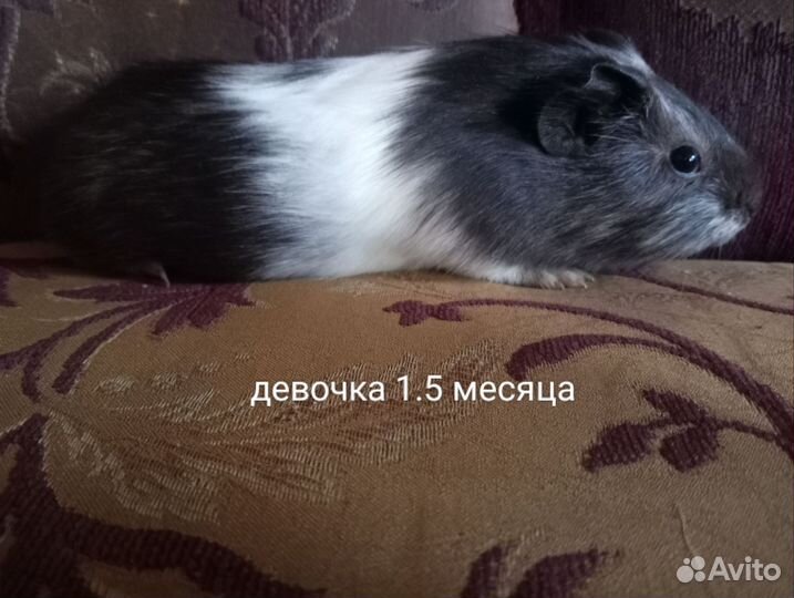 Морская свинка