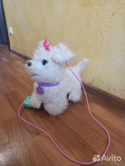 Собака на поводке