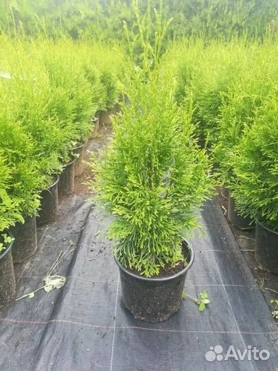 Туя смарагд