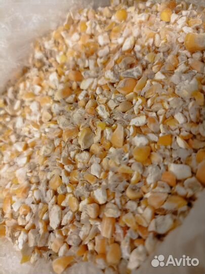 Кукуруза колотая, вторые сорта