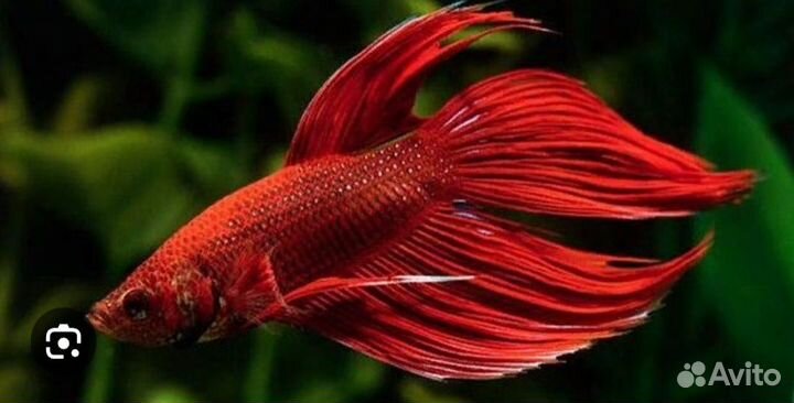 Рыбка петушок
