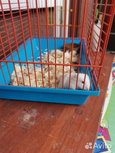 Хомяки вместе с клеткой