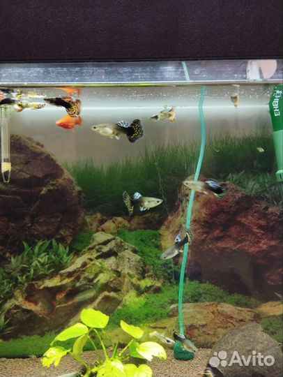 Аквариумные рыбки