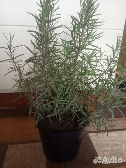 Розмарин. Бадан