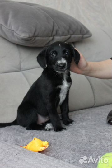 Щенок девочка в дар